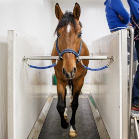 Equine aqua best sale treadmill prices