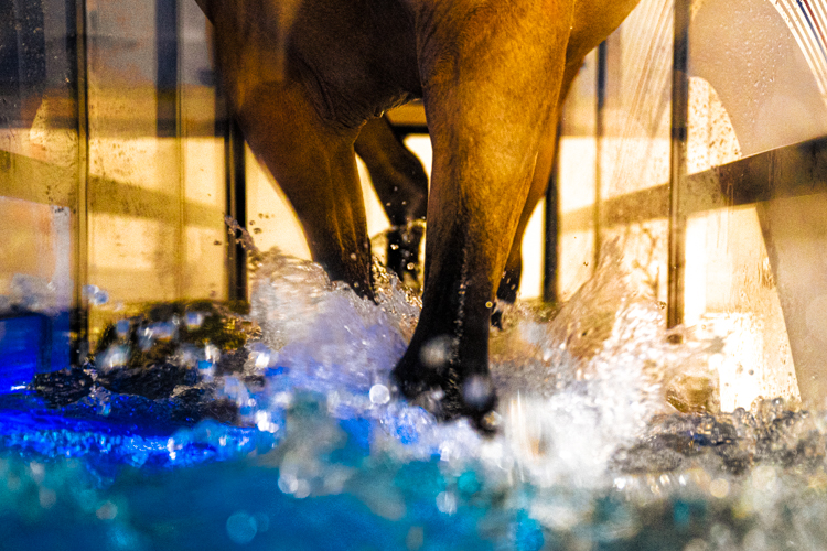 Product_WaterTreadmill