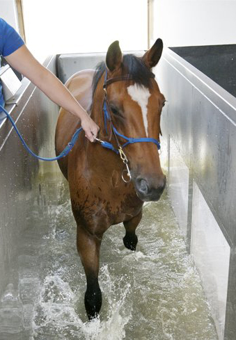 Aqua treadmill for horses hot sale