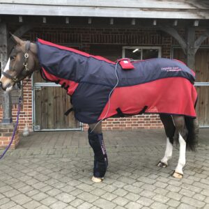 5 year old Contender BLANKET Reconditioned with front leg wraps(PEMF :Only) HORSE size