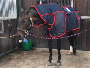 Upgrade your Activo-Med blanket to brand new lighter weight, fully mesh blanket with the latest PEMF technology