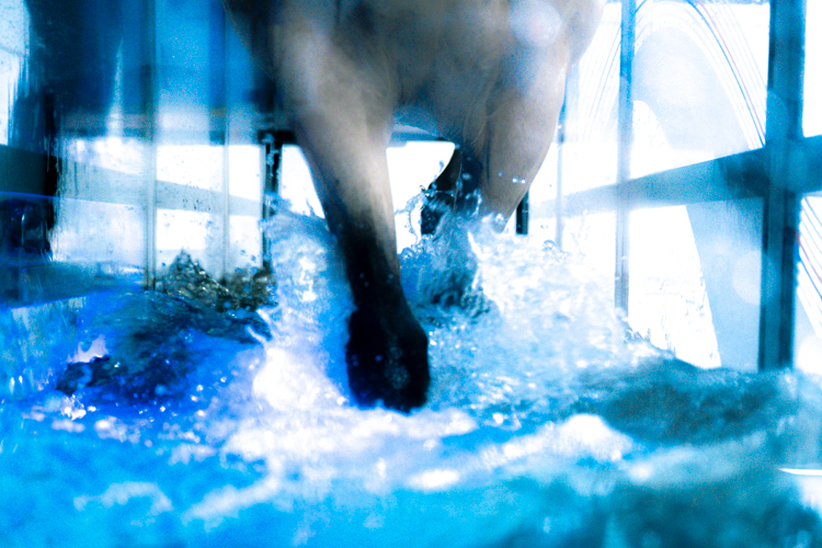 water treadmill